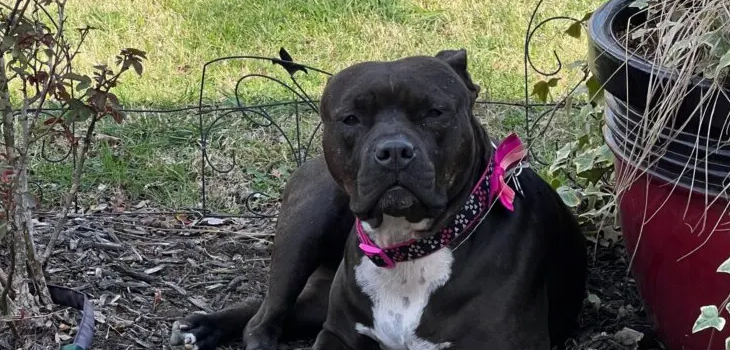 Black pitbull sitting on a lawn